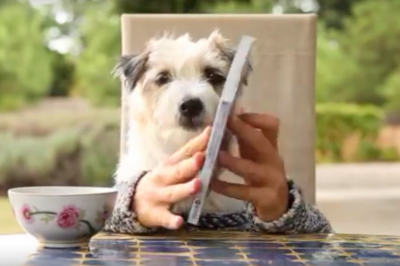 Hund liest ein Buch