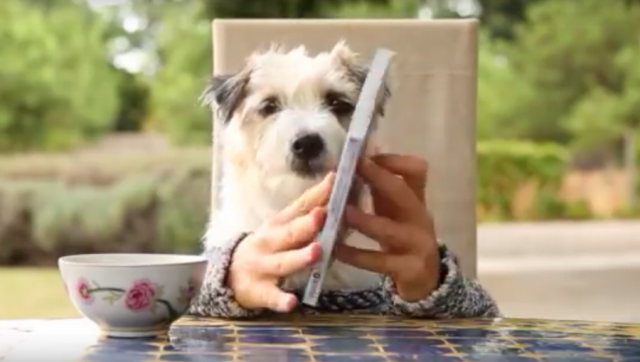 Hund liest ein Buch